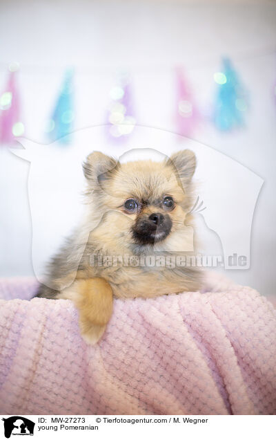 junger Zwergspitz / young Pomeranian / MW-27273
