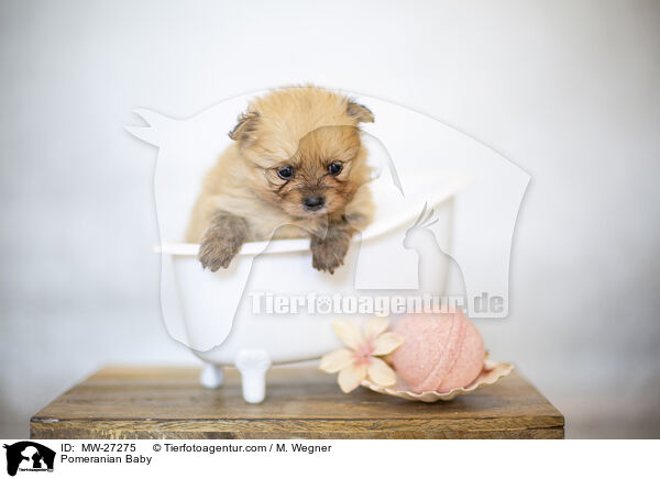 Zwergspitz Baby / Pomeranian Baby / MW-27275