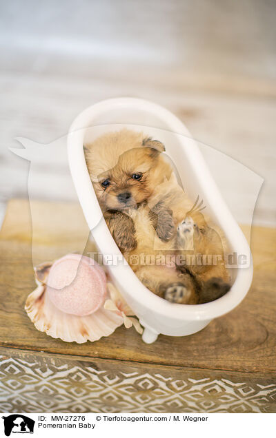 Pomeranian Baby / MW-27276