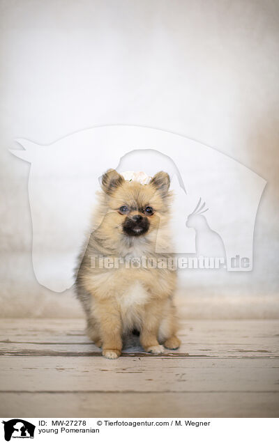 junger Zwergspitz / young Pomeranian / MW-27278