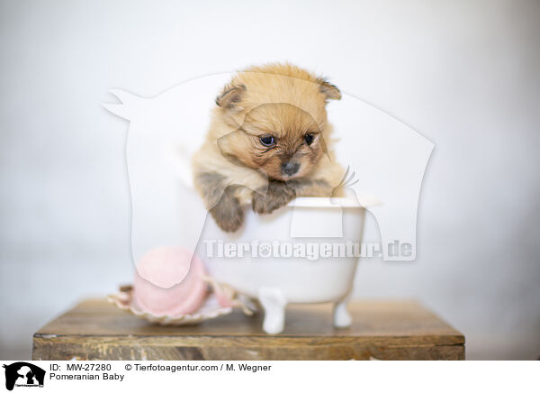 Zwergspitz Baby / Pomeranian Baby / MW-27280