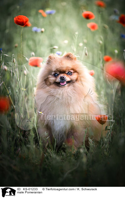 Zwergspitz Rde / male Pomeranian / KS-01233