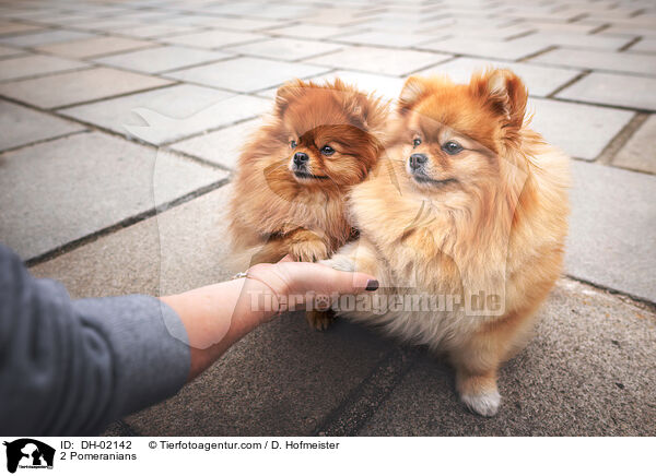 2 Zwergspitze / 2 Pomeranians / DH-02142