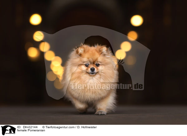 female Pomeranian / DH-02144