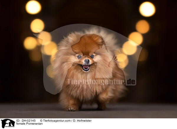 female Pomeranian / DH-02145