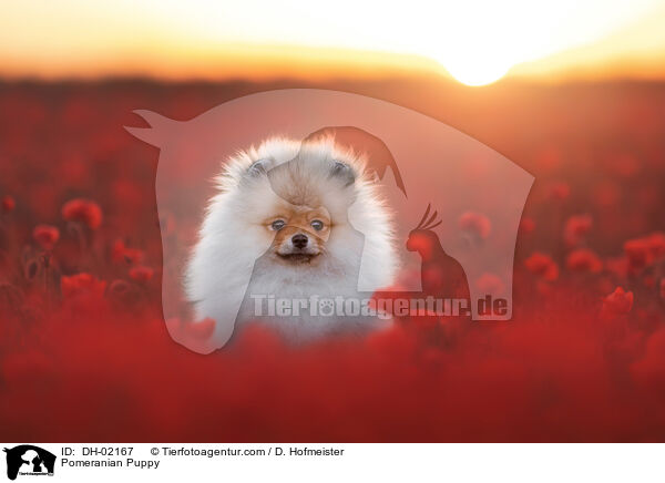 Pomeranian Puppy / DH-02167