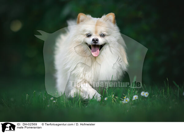 male Pomeranian / DH-02569
