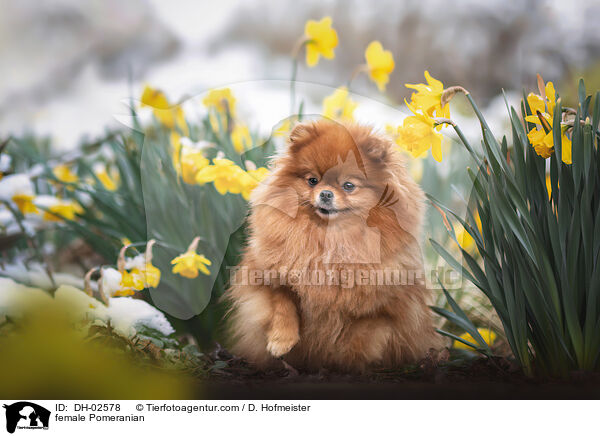 Zwergspitz Hndin / female Pomeranian / DH-02578