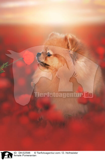 Zwergspitz Hndin / female Pomeranian / DH-02586