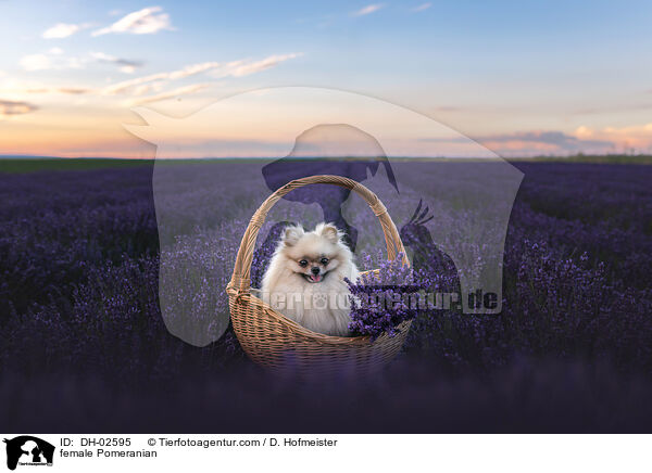 Zwergspitz Hndin / female Pomeranian / DH-02595