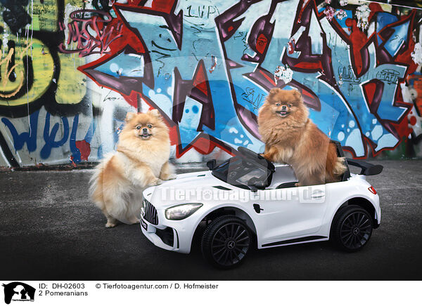 2 Pomeranians / DH-02603