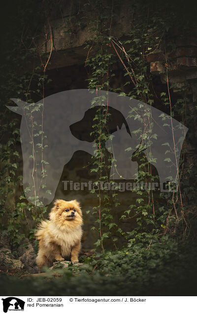 roter Zwergspitz / red Pomeranian / JEB-02059