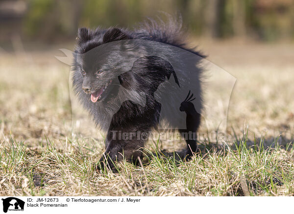 black Pomeranian / JM-12673