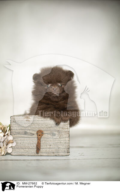 Zwergspitz Welpe / Pomeranian Puppy / MW-27662