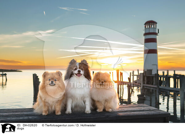 dogs / DH-02620