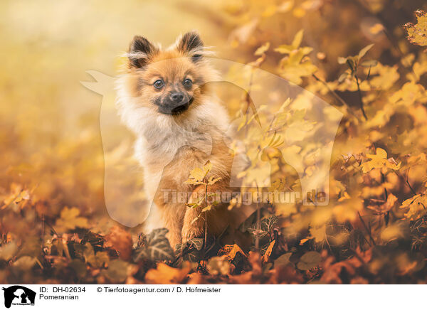 Zwergspitz / Pomeranian / DH-02634