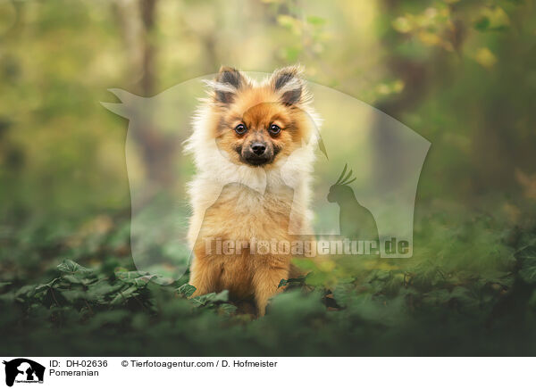 Zwergspitz / Pomeranian / DH-02636