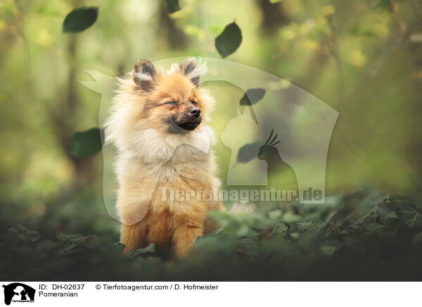 Zwergspitz / Pomeranian / DH-02637