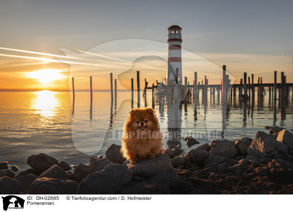 Zwergspitz / Pomeranian / DH-02685