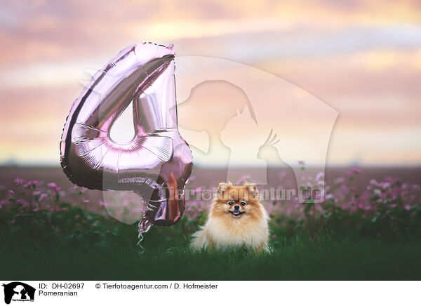 Zwergspitz / Pomeranian / DH-02697