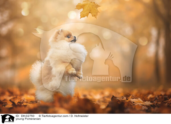 junger Zwergspitz / young Pomeranian / DH-02750