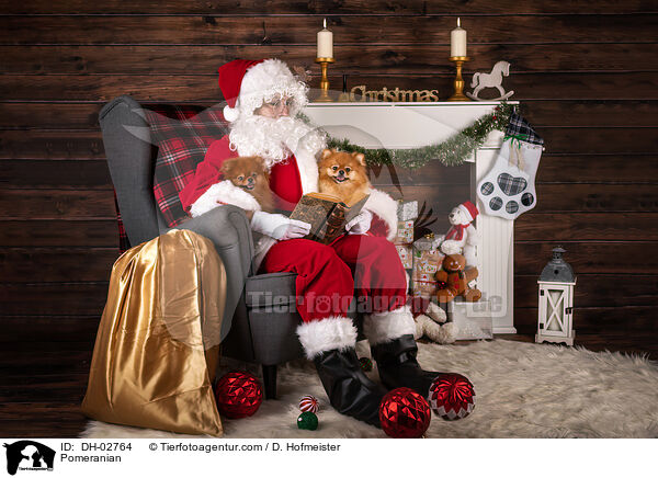 Zwergspitz / Pomeranian / DH-02764