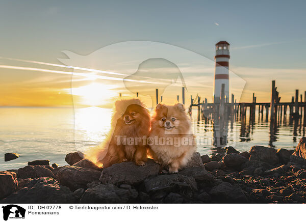 Zwergspitze / Pomeranians / DH-02778