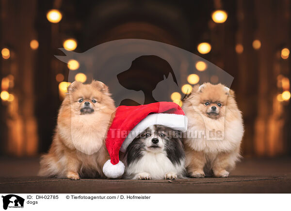 dogs / DH-02785
