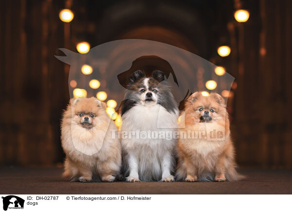 Hunde / dogs / DH-02787