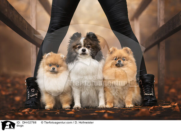 Hunde / dogs / DH-02788