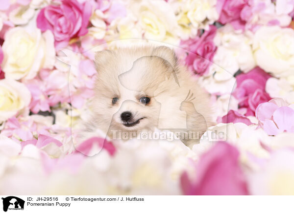 Pomeranian Puppy / JH-29516