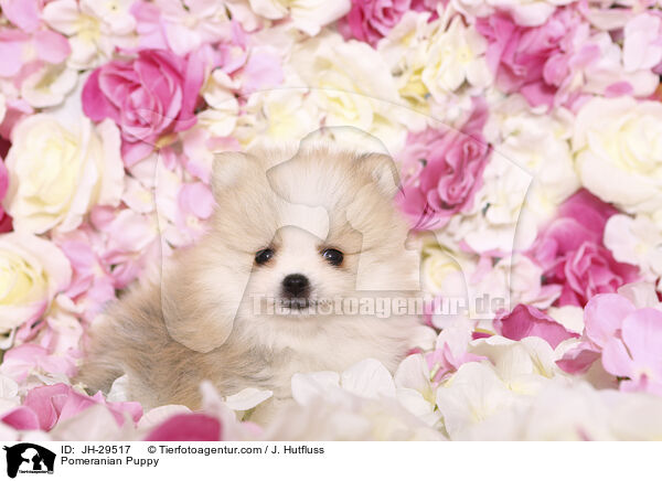 Pomeranian Puppy / JH-29517