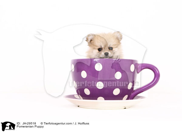 Zwergspitz Welpe / Pomeranian Puppy / JH-29518