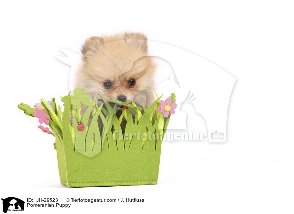 Zwergspitz Welpe / Pomeranian Puppy / JH-29523