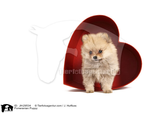 Zwergspitz Welpe / Pomeranian Puppy / JH-29534