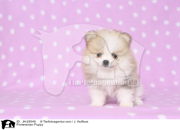 Zwergspitz Welpe / Pomeranian Puppy / JH-29549