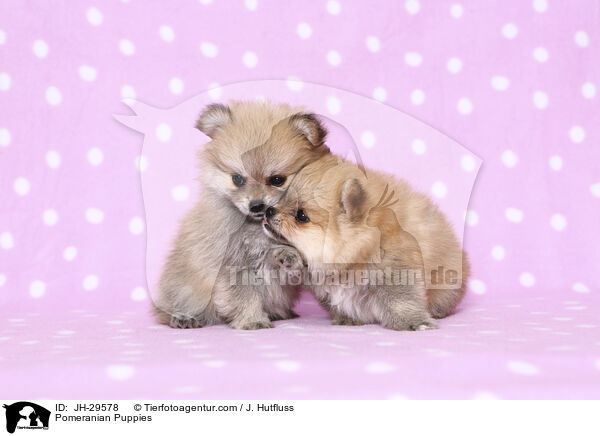 Pomeranian Puppies / JH-29578