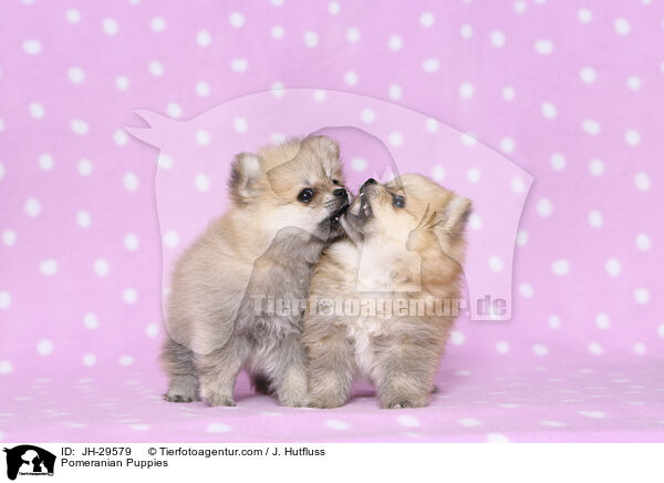 Pomeranian Puppies / JH-29579