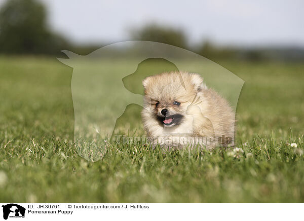 Pomeranian Puppy / JH-30761