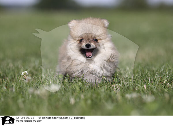 Pomeranian Puppy / JH-30773