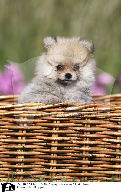 Zwergspitz Welpe / Pomeranian Puppy / JH-30814