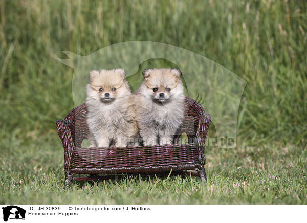 Zwergspitz Welpen / Pomeranian Puppies / JH-30839