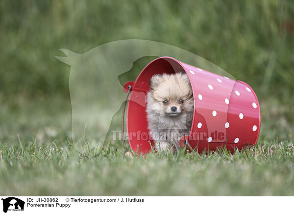 Zwergspitz Welpe / Pomeranian Puppy / JH-30862