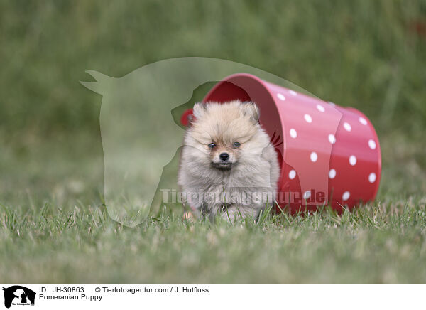 Zwergspitz Welpe / Pomeranian Puppy / JH-30863