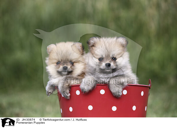 Zwergspitz Welpen / Pomeranian Puppies / JH-30874