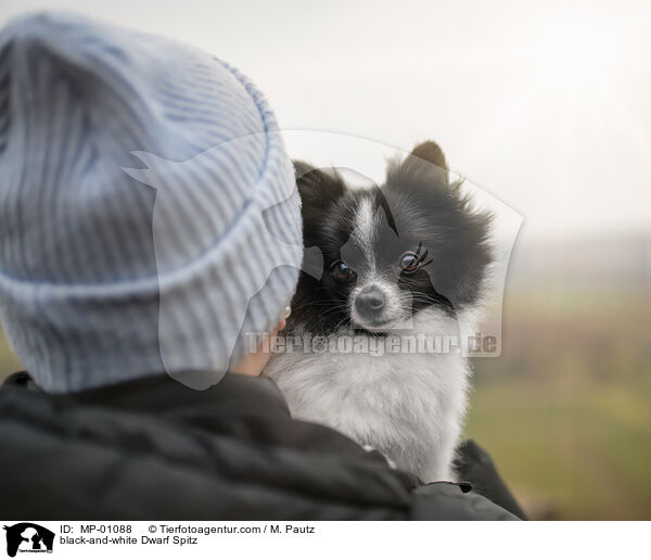 schwarz-weier Zwergspitz / black-and-white Dwarf Spitz / MP-01088