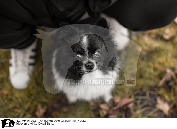 schwarz-weier Zwergspitz / black-and-white Dwarf Spitz / MP-01092