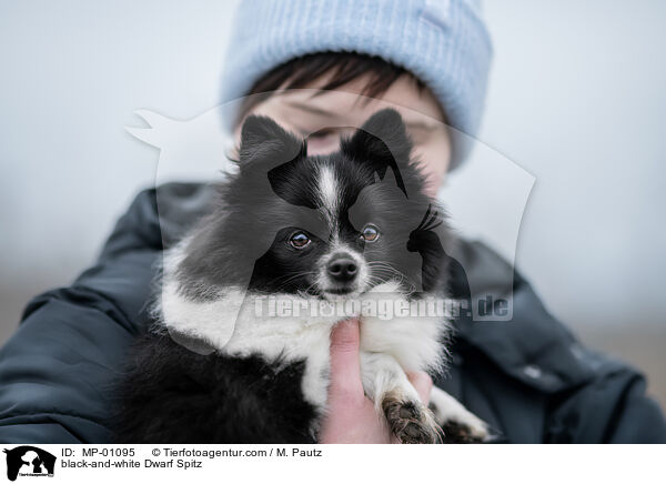 schwarz-weier Zwergspitz / black-and-white Dwarf Spitz / MP-01095