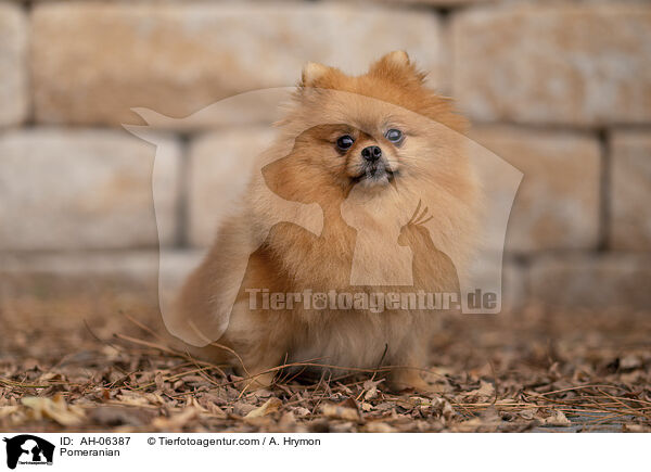 Zwergspitz / Pomeranian / AH-06387
