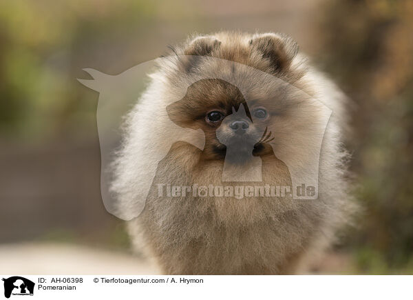 Pomeranian / AH-06398